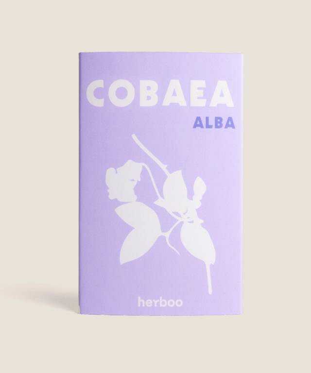 Cobaea Alba