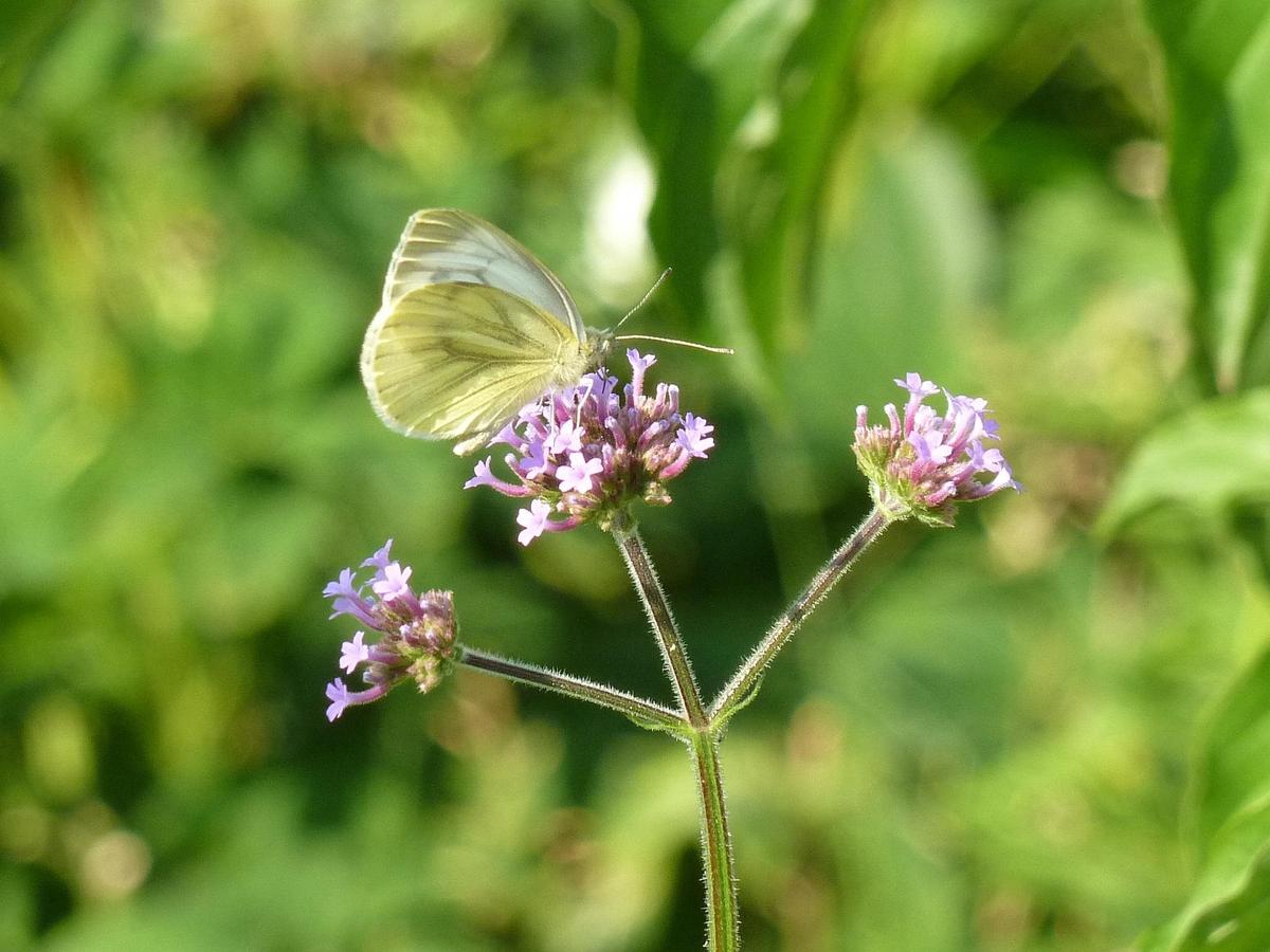 Side view of Herboo Verbena bonariensis seed packet showing packet depth and edge detail.