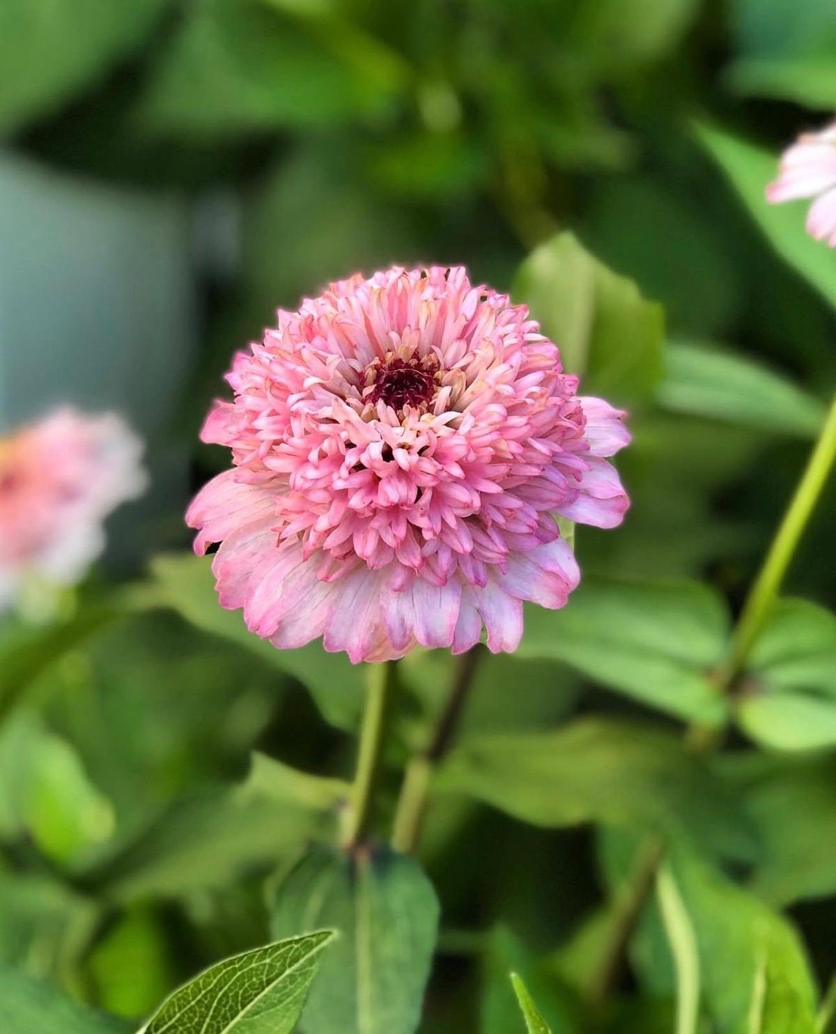 Herboo Zinnia ‘Zinderella Lilac’ (Zinnia elegans) seed packet featuring lilac pompom-centre blooms and cut-flower artwork.