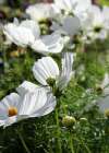 Elegant single white flowers of Cosmos bipinnatus ‘Purity’ with soft yellow centres and fine, feathery foliage.