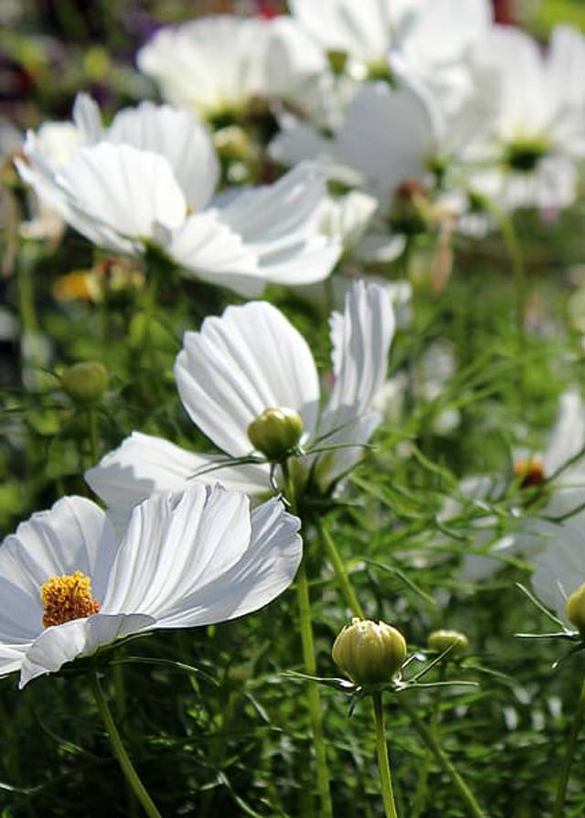 Cosmos Purity Seeds