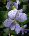 Close-up of Viola ‘Freckles’ flower showing white petals dotted with soft blue freckles