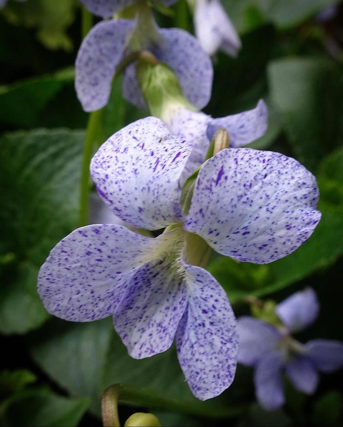 Close-up of Viola ‘Freckles’ flower showing white petals dotted with soft blue freckles