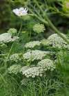 Feathery white umbels of Ammi majus, resembling wild Queen Anne’s lace, blooming in a summer garden border.