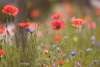 Wildflower Meadow Mix seed packet with a colourful blend of UK native wildflowers including poppies, cornflowers, oxeye daisies and more.