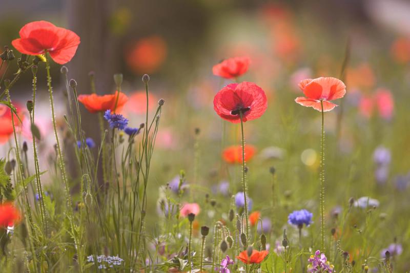 Poppies, Cornflowers and Wildflowers growing in a meadow from seed