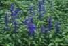 Salvia farinacea ‘Victoria Blue’ plants growing in a sunny UK garden border