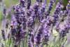 Soft purple spikes of Lavandula angustifolia in bloom, showing delicate aromatic flowers.