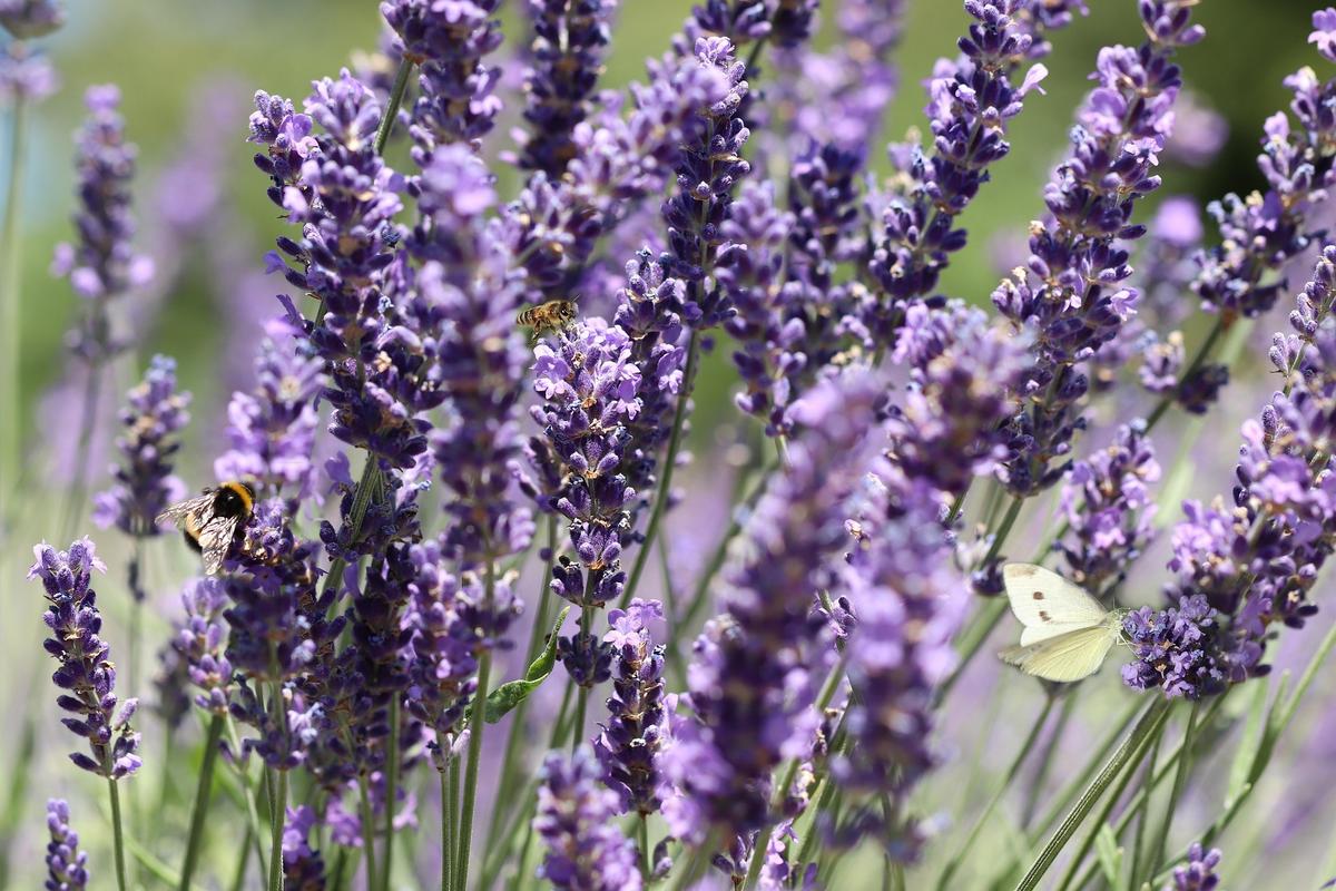 Lavender (Lavandula angustifolia) seed packet with close-up of purple lavender flower spikes in bloom.