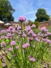 Chives growing in a shaded spot with slender green stems and purple pom-pom flowers.