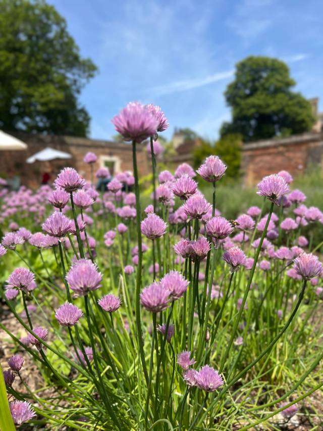 Chives in Flower