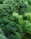 Kale ‘Green Curled Dwarf’ grown for kitchen garden harvesting