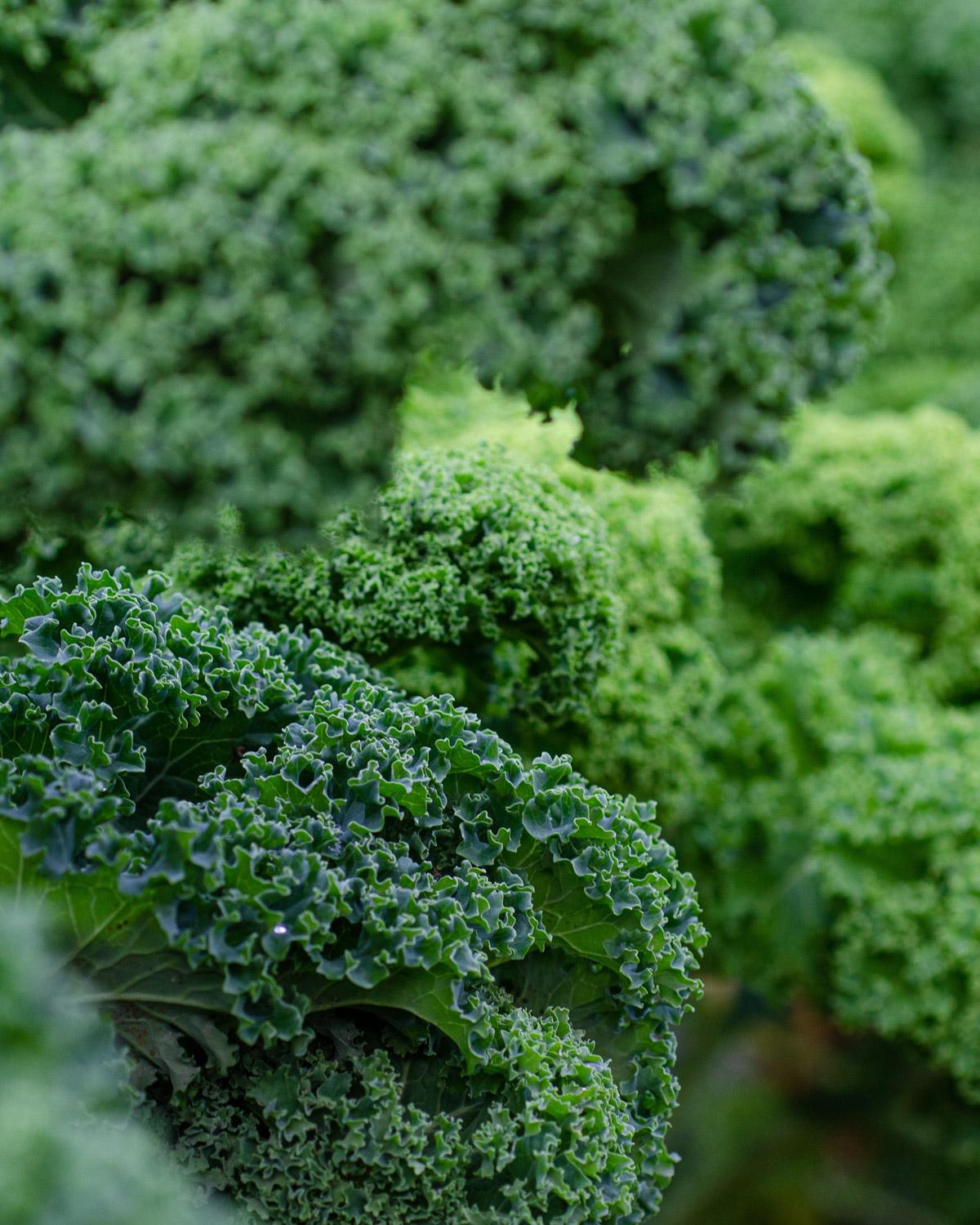 Kale ‘Green Curled Dwarf’ grown for kitchen garden harvesting