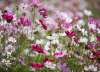 Close-up of Cosmos bipinnatus ‘Sensation’ flowers unfurling, highlighting petal texture and vibrant summer colour.