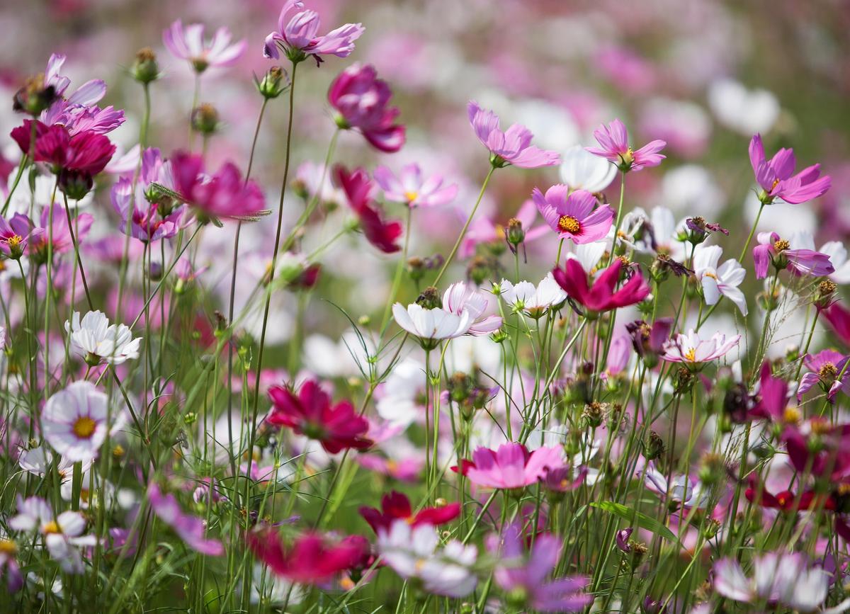 Close-up of Cosmos bipinnatus ‘Sensation’ flowers unfurling, highlighting petal texture and vibrant summer colour.