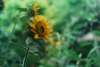 Tall Giant Single sunflower with large yellow flower head and strong central stem