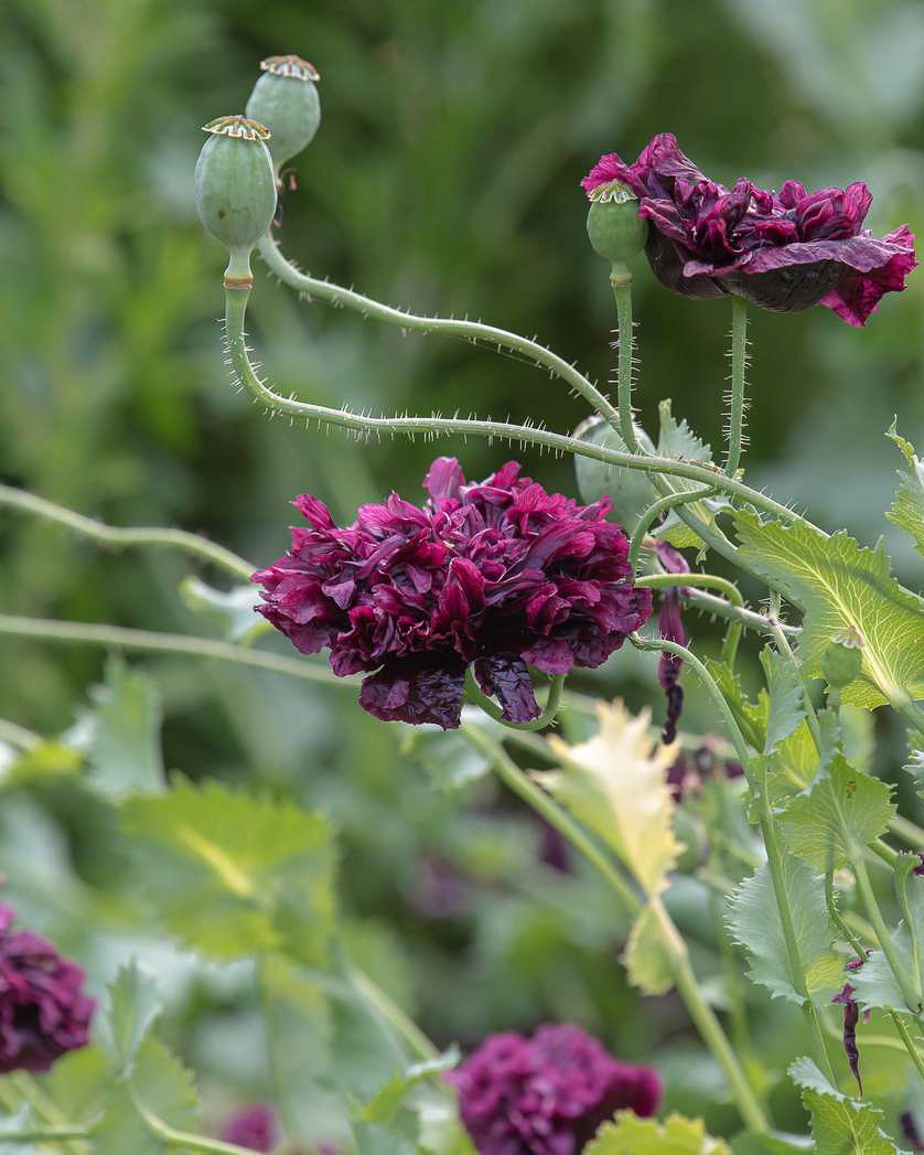 Peony Seeds