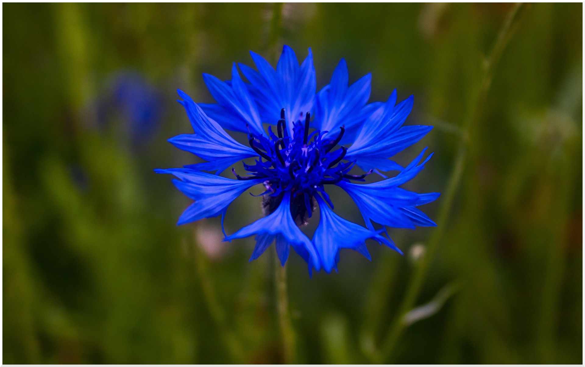 Bright blue Cornflowers growing in a native wildflower meadow mix