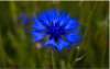 Bright blue Cornflowers growing in a native wildflower meadow mix