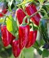 Jalapeño chilli plant with glossy red fruits growing on compact stems in a sunny position