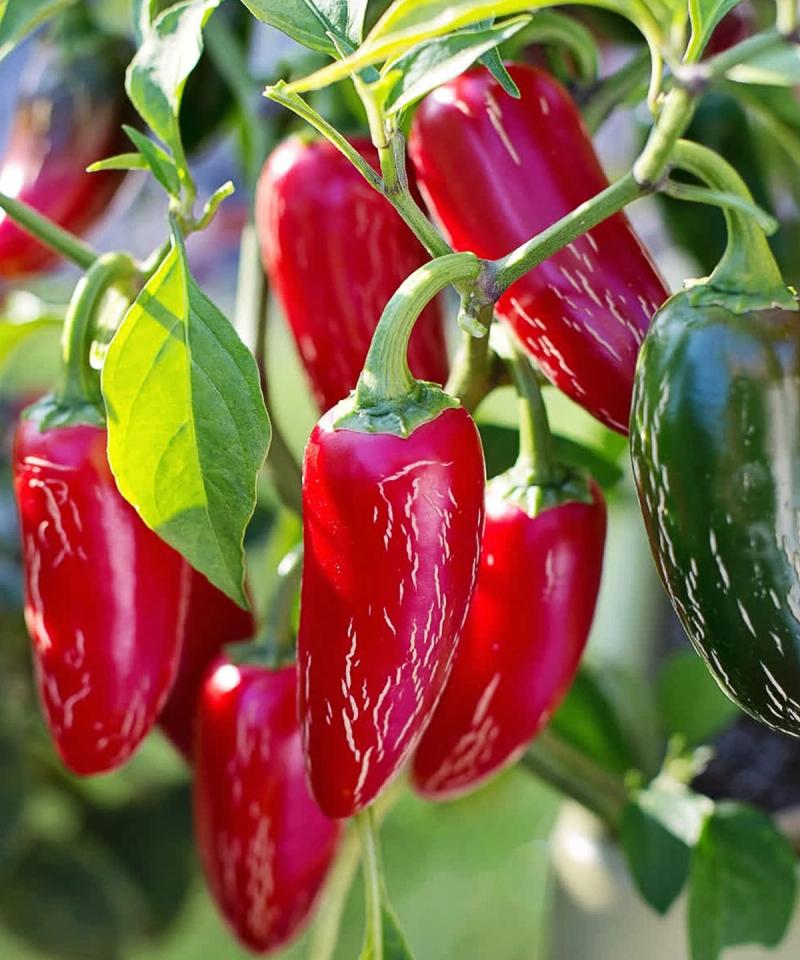 Jalapeño chilli plant with glossy red fruits growing on compact stems in a sunny position