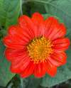 Tithonia ‘Red Torch’ plants with fiery red-orange daisy flowers attracting pollinators