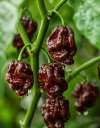 Chilli Chocolate Habanero fruits on their stem, ready and ripe to be harvested against green foliage