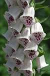 Tall white foxglove ‘Dalmatian White’ spikes flowering in a sunny garden border