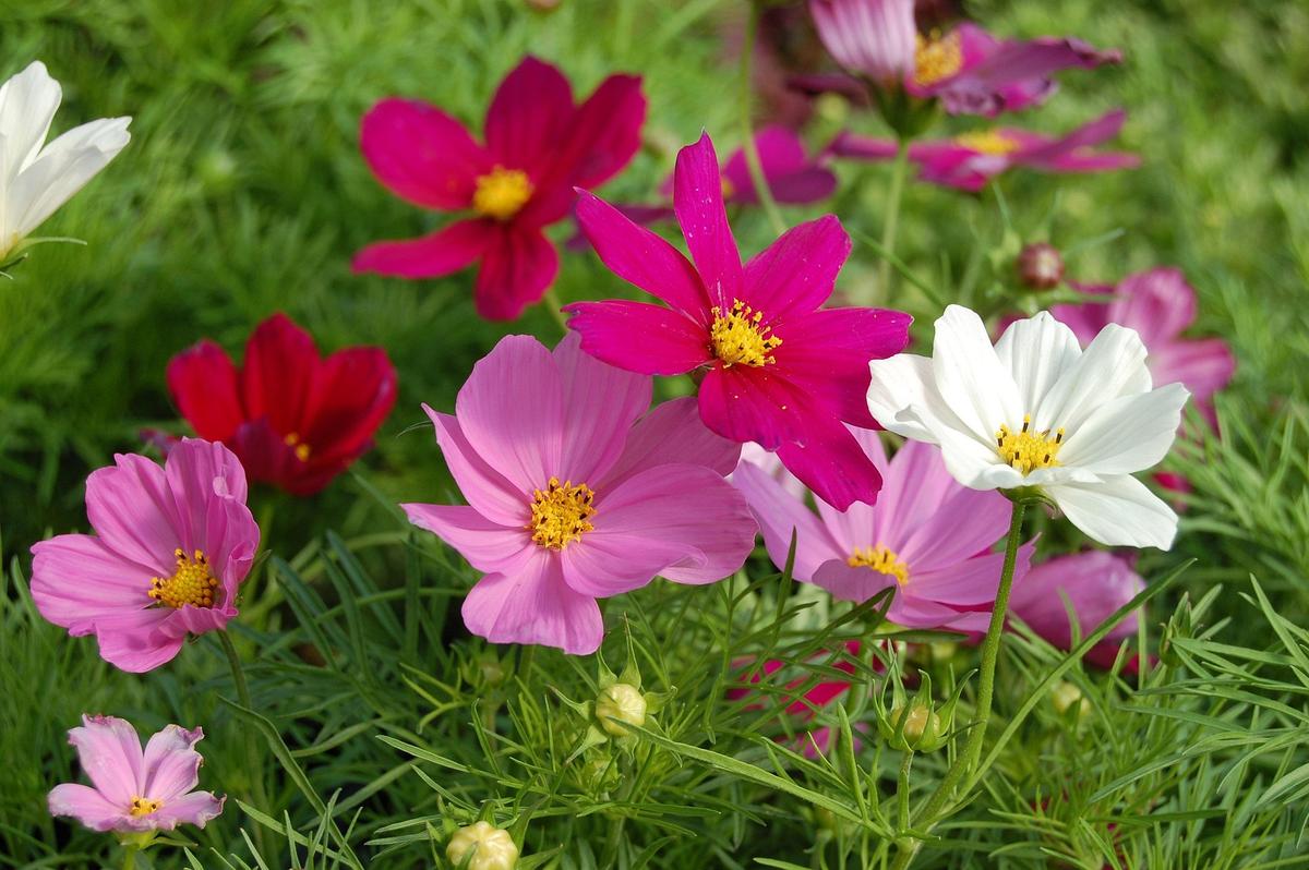 Unfolding blooms of Cosmos bipinnatus ‘Sensation’, showing soft pink and white petals with bright yellow centres.