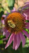 Bee feeding on Echinacea purpurea ‘Magnus’ flower, highlighting pollinator-friendly purple coneflower plant