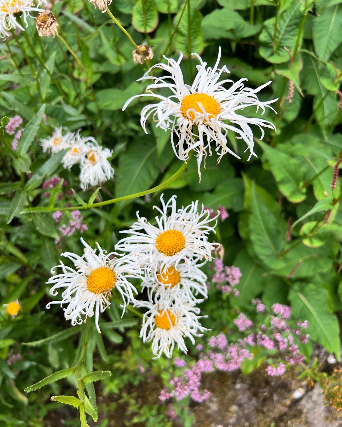 Crazy Daisy flowers from the Rewild Garden Seed Box in full bloom