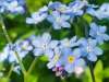 Bright blue flowers of Myosotis sylvatica (Forget-Me-Not) blooming in clusters, ideal for cool, shady spots.