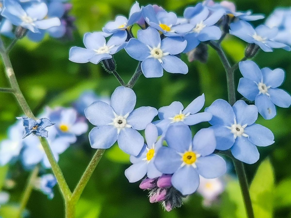 Clusters of soft blue blooms of Myosotis sylvatica, showing delicate five-petal flowers with yellow centres.