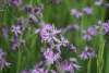 Close-up of Ragged Robin (Lychnis flos-cuculi) rose-pink flowers with jagged petals in a natural meadow