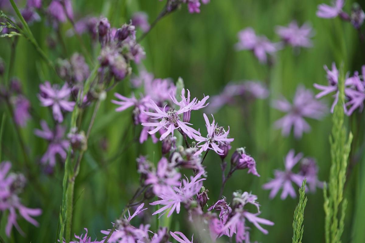 Close-up of Ragged Robin (Lychnis flos-cuculi) rose-pink flowers with jagged petals in a natural meadow
