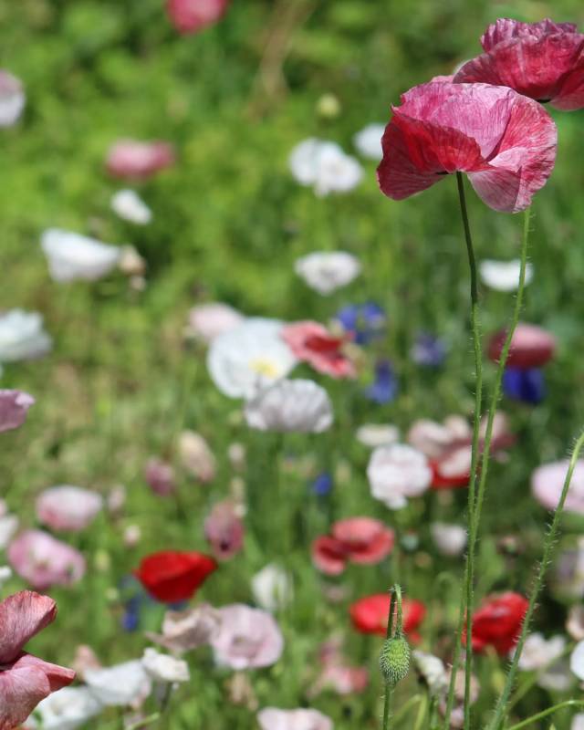 Poppy 'Mother of Pearl' Seeds