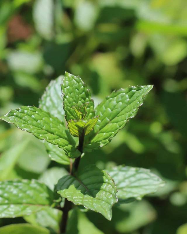 Peppermint Seeds - Mentha piperita