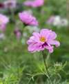 Unfolding blooms of Cosmos bipinnatus ‘Fizzy Pink’, with frilled pastel-pink petals and bright yellow centres.