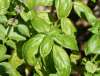 Close-up of Sweet Genovese basil foliage showing large, glossy green leaves