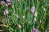 Chives in flower, grown from seed in an english garden