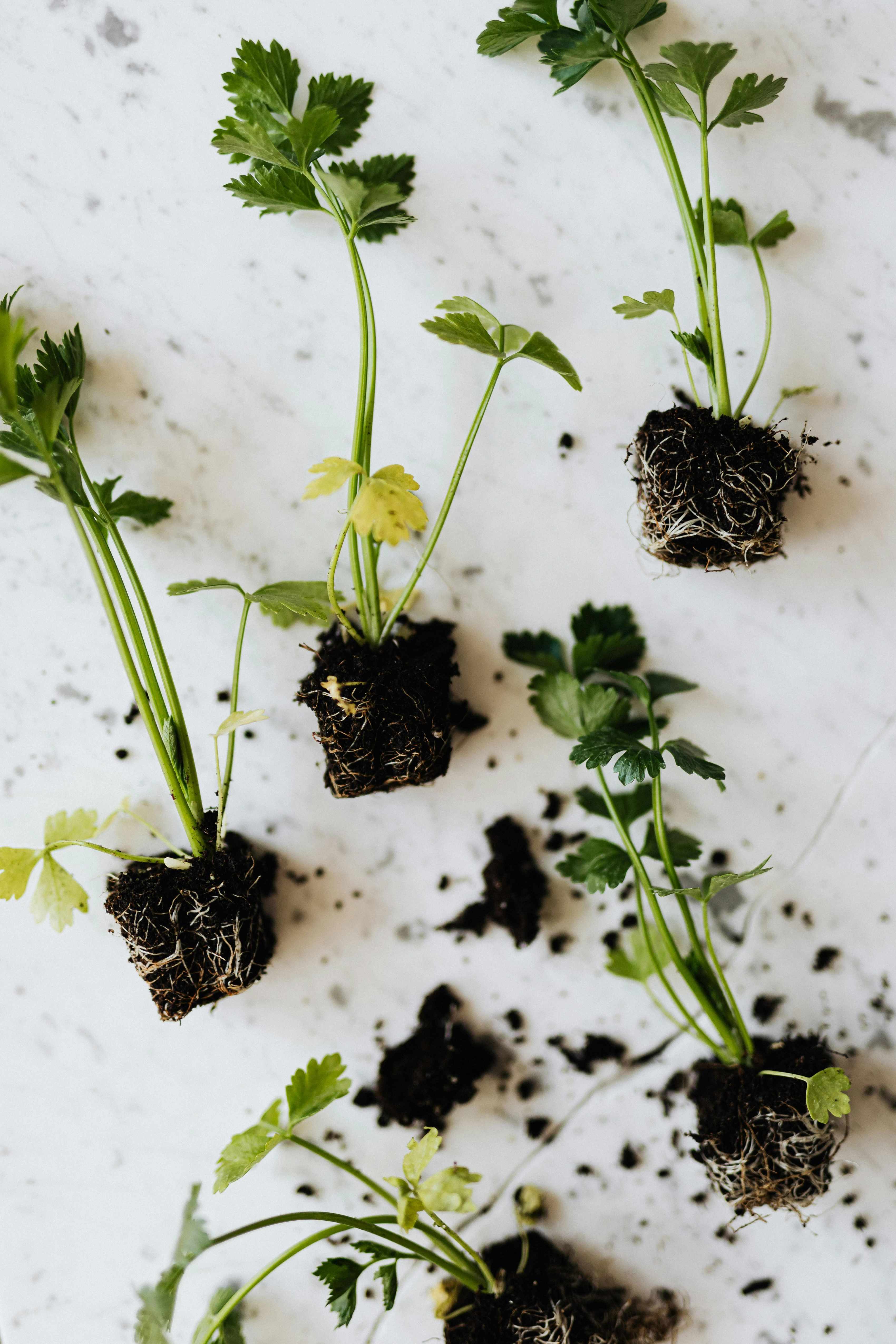 Italian Giant parsley seedlings in plugs, ready to plant out.
