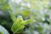 Close-up of peppermint leaves showing textured green foliage and serrated edges