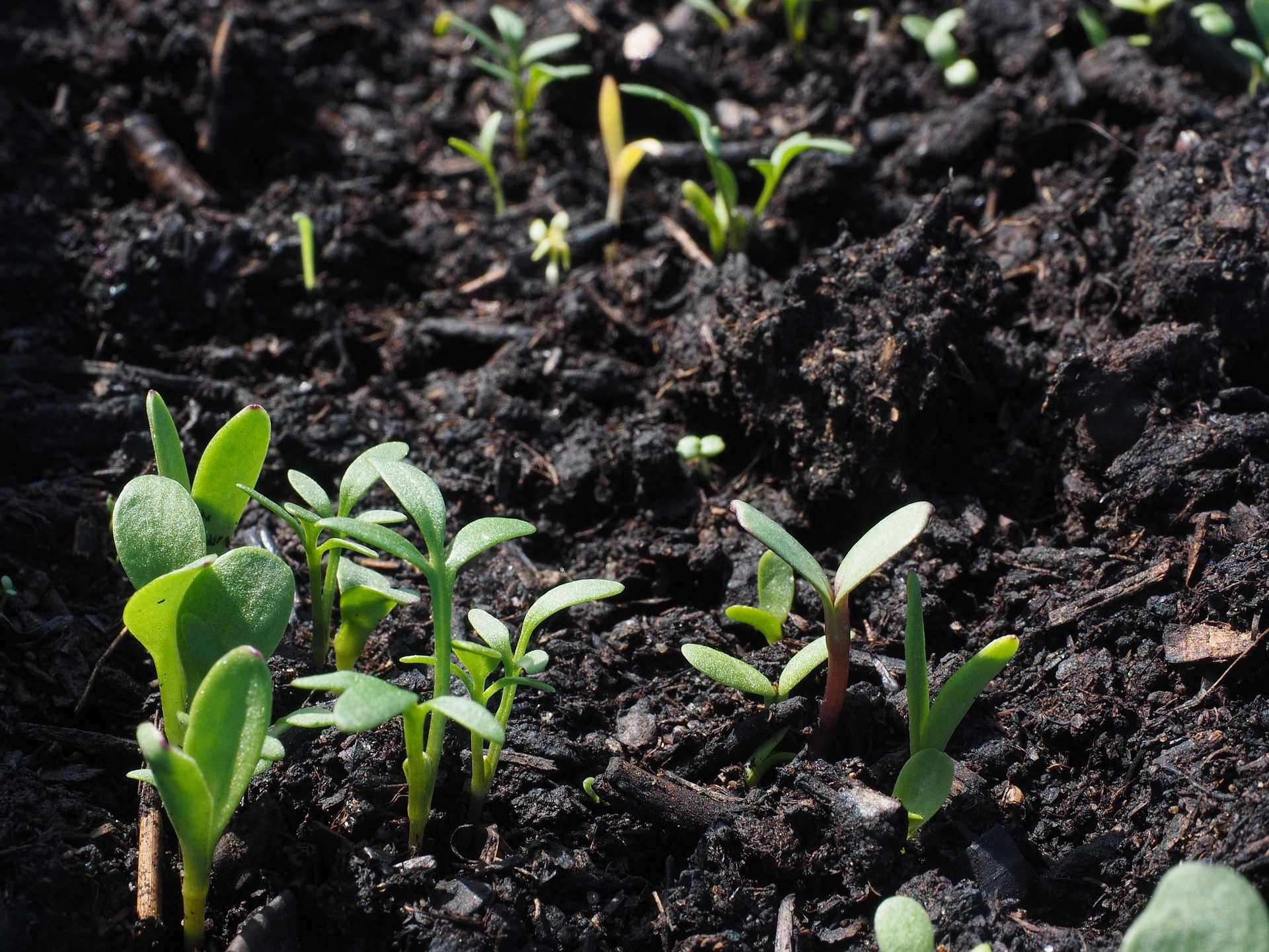 Mixed flower seedlings at different stages of germination in trays and small pots.