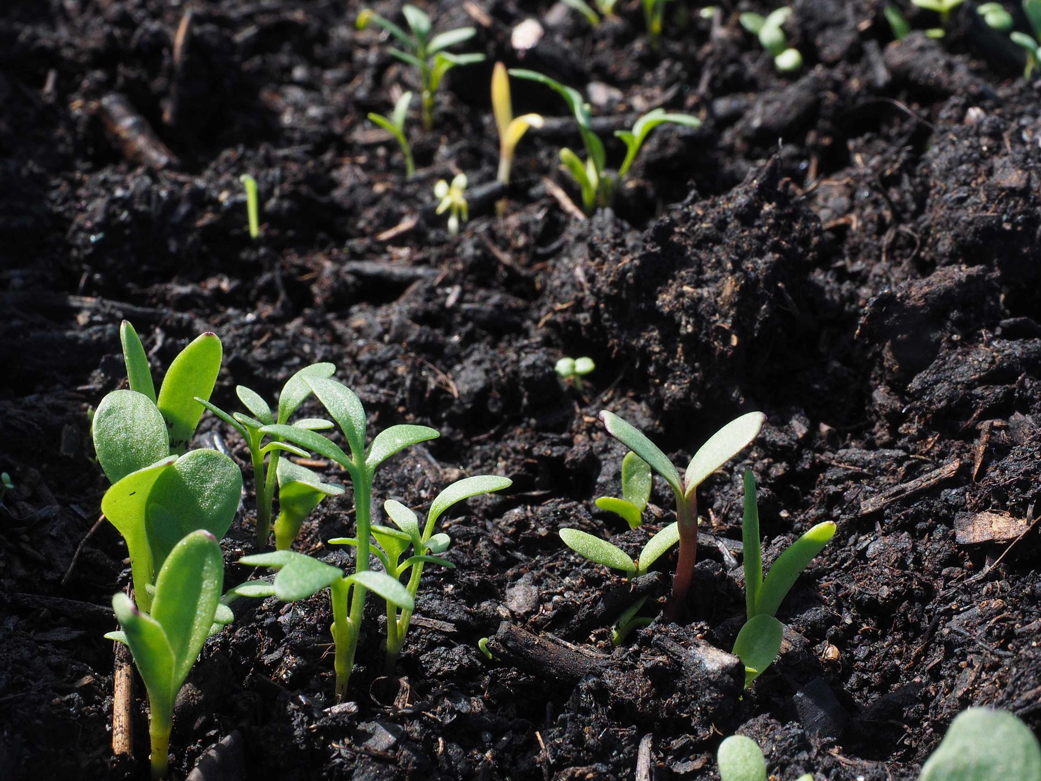 Mixed flower seedlings at different stages of germination in trays and small pots.