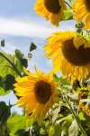 Close-up of Giant Single sunflower bloom with golden yellow petals and dark centre