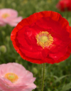 Close-up of Papaver rhoeas ‘Falling in Love’ poppy with semi-double blush pink petals