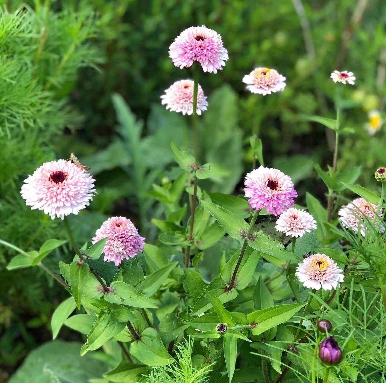 Zinnia 'Zinderella Lilac' Seeds UK | Cut Flowers | Herboo