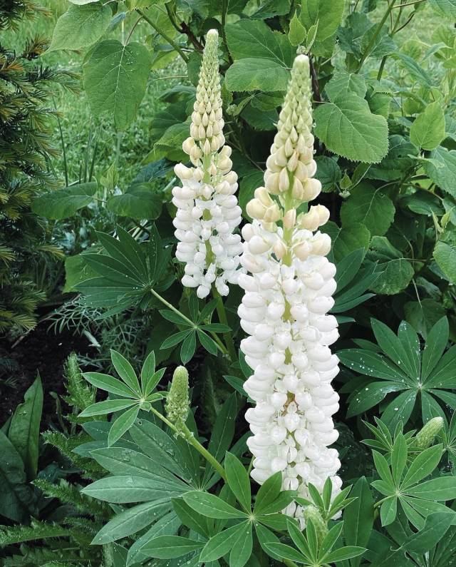 Lupin Noble Maiden