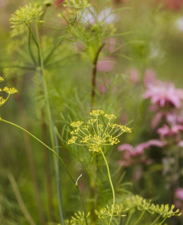 Dill Diana