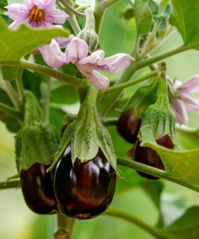 Aubergine Black Beauty Seeds